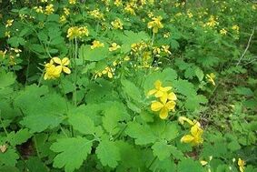 Celandine Herb Tonail Fungus Treatment